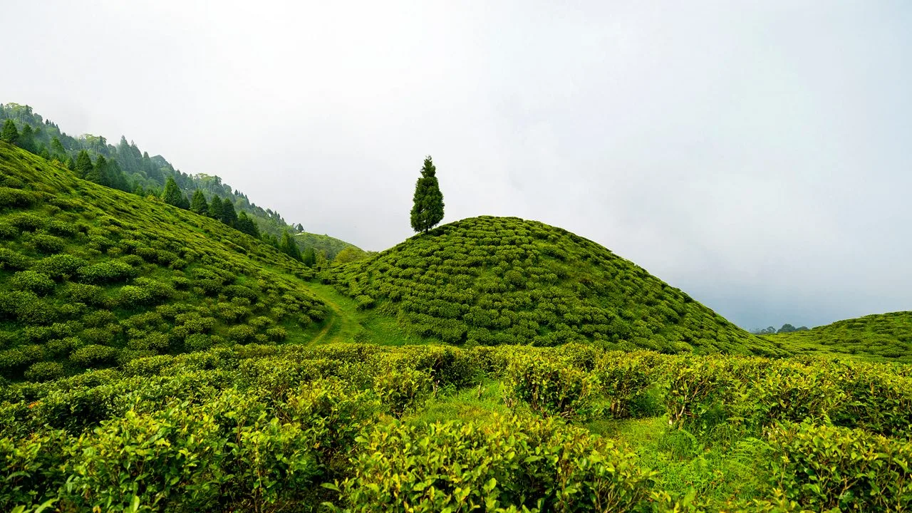 Darjeeling Tea Garden