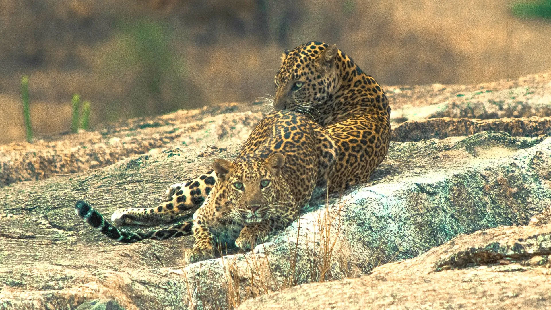 Jawai Granite Hills & Wilderness