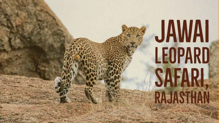 Jawai Leopard Safari Tour