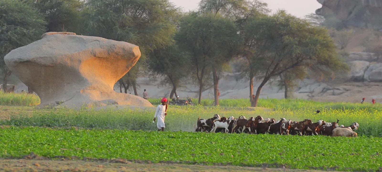 Rabari Cultural Landscape