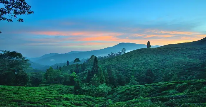 Mirik Tea Estates